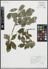 Foto von Salix appendiculata Vill. x Salix caprea L.